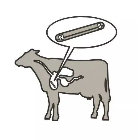 Wat is het doel van een koeienmagneet?